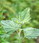 Echter Apotheker-Eibisch - Althaea officinalis