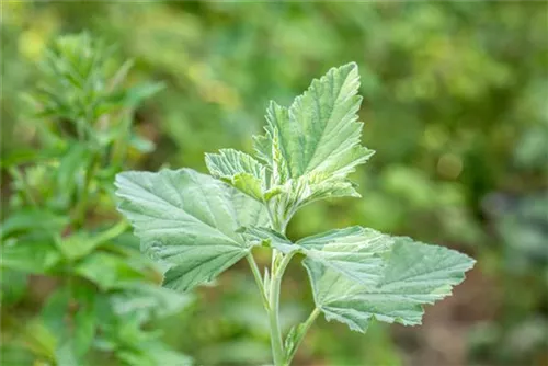 Echter Apotheker-Eibisch - Althaea officinalis