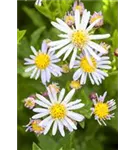 Garten-Myrten-Aster - Aster ericoides 'Schneetanne'