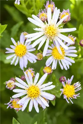 Garten-Myrten-Aster - Aster ericoides 'Schneetanne'