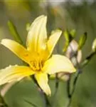 Frühblühende Wiesen-Taglilie - Hemerocallis lilioasphodelus