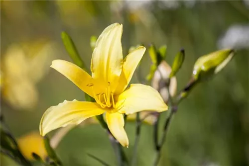 Frühblühende Wiesen-Taglilie - Hemerocallis lilioasphodelus