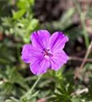 Garten-Blut-Storchschnabel - Geranium sanguineum 'Tiny Monster'