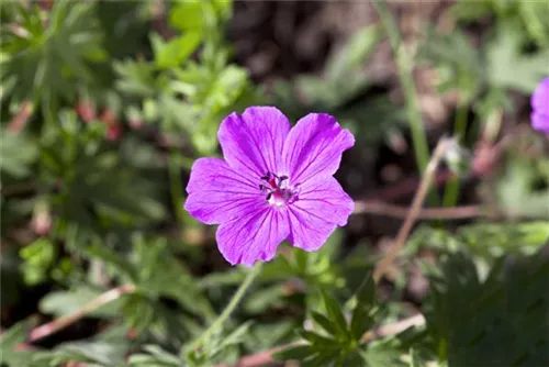 Garten-Blut-Storchschnabel - Geranium sanguineum 'Tiny Monster'