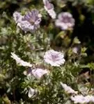 Gestreifter Storchschnabel - Geranium sanguineum var.striatum