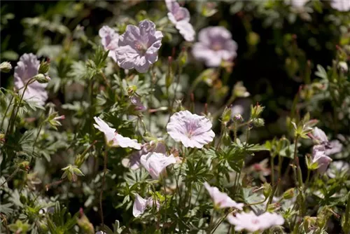 Gestreifter Storchschnabel - Geranium sanguineum var.striatum