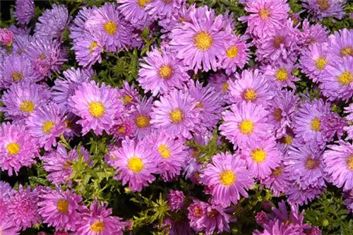 Garten-Sommer-Aster - Aster amellus 'Rosa Erfüllung'