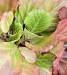 Altai-Bergenie - Bergenia cordifolia