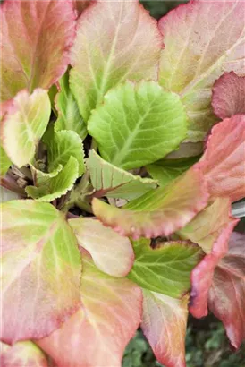 Altai-Bergenie - Bergenia cordifolia