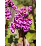 Garten-Bergenie - Bergenia cordifolia 'Admiral'