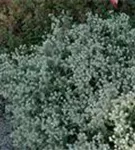 Garten-Perlkörbchen - Anaphalis triplinervis 'Sommerschnee'