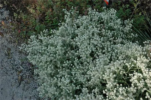 Garten-Perlkörbchen - Anaphalis triplinervis 'Sommerschnee'
