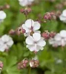 Garten-Storchschnabel 'Spessart' - Geranium macrorrhizum 'Spessart'