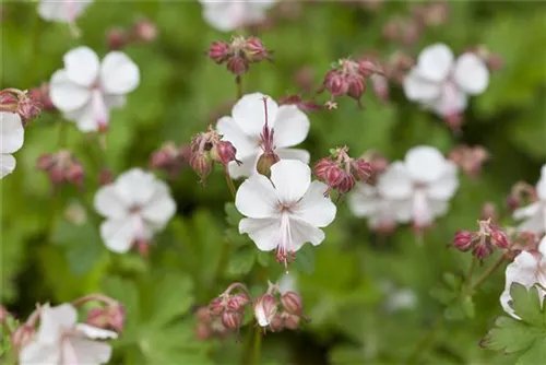 Garten-Storchschnabel 'Spessart' - Geranium macrorrhizum 'Spessart'