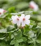 Garten-Storchschnabel 'Spessart' - Geranium macrorrhizum 'Spessart'