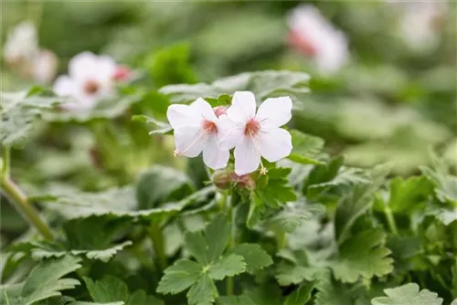 Garten-Storchschnabel 'Spessart' - Geranium macrorrhizum 'Spessart'