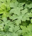 Garten-Storchschnabel 'Spessart' - Geranium macrorrhizum 'Spessart'