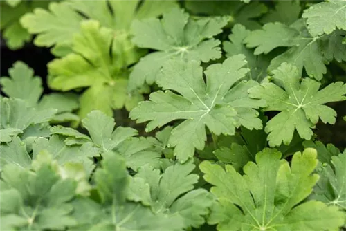 Garten-Storchschnabel 'Spessart' - Geranium macrorrhizum 'Spessart'