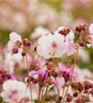 Garten-Storchschnabel 'Spessart' - Geranium macrorrhizum 'Spessart'