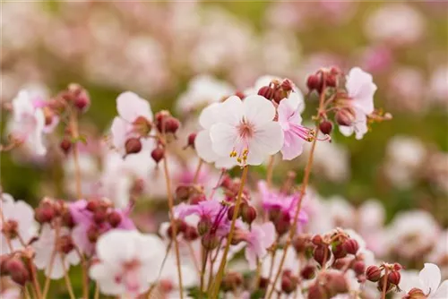 Garten-Storchschnabel 'Spessart' - Geranium macrorrhizum 'Spessart'
