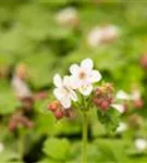 Garten-Storchschnabel 'Spessart' - Geranium macrorrhizum 'Spessart'