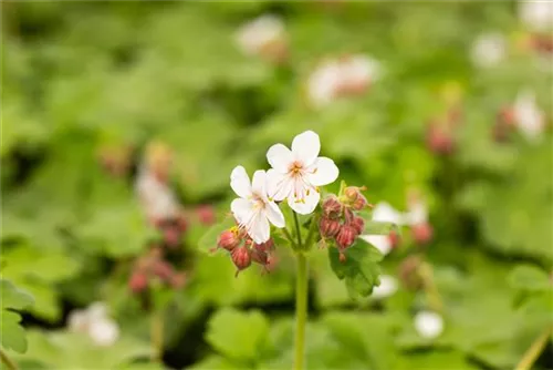 Garten-Storchschnabel 'Spessart' - Geranium macrorrhizum 'Spessart'