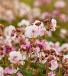 Garten-Storchschnabel 'Spessart' - Geranium macrorrhizum 'Spessart'