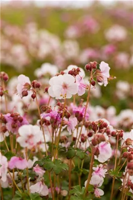 Garten-Storchschnabel 'Spessart' - Geranium macrorrhizum 'Spessart'
