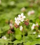 Garten-Storchschnabel 'Spessart' - Geranium macrorrhizum 'Spessart'