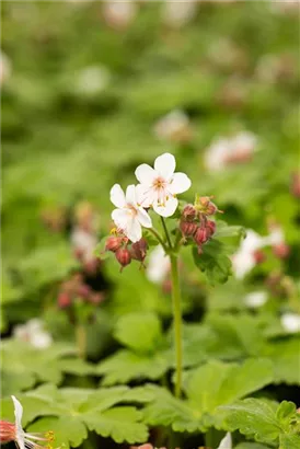 Garten-Storchschnabel 'Spessart' - Geranium macrorrhizum 'Spessart'