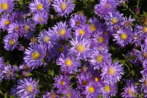 Niedrige Garten-Aster - Aster alpinus 'Goliath'