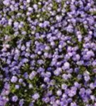 Garten-Kissen-Aster - Aster dumosus 'Mittelmeer'