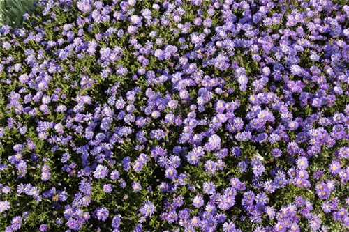 Garten-Kissen-Aster - Aster dumosus 'Mittelmeer'