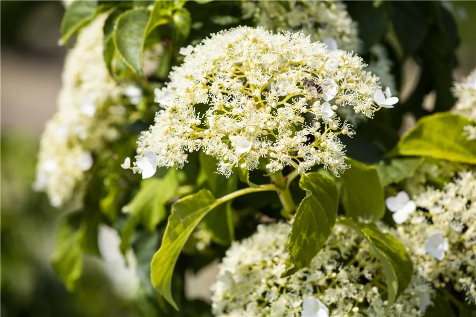 Hydrangea petiolaris - Heckenelemente, Kletterhortensie - Semper