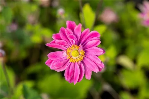 Garten-Herbst-Anemone - Anemone japonica 'Pamina'