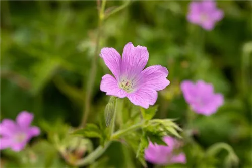 Oxford-Garten-Storchschnabel - Geranium x oxonianum 'Rose Clair'