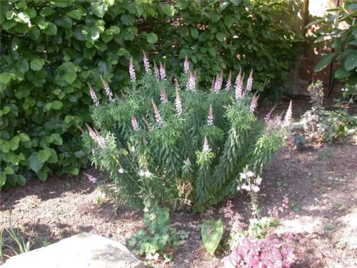 Purpurblütiges Leinkraut - Linaria purpurea