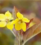 Bewimperter Garten-Felberich - Lysimachia ciliata 'Firecracker'