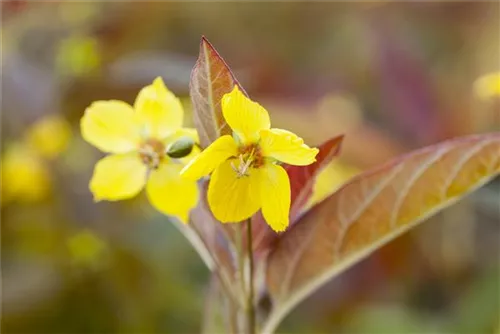 Bewimperter Garten-Felberich - Lysimachia ciliata 'Firecracker'