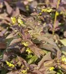 Bewimperter Garten-Felberich - Lysimachia ciliata 'Firecracker'