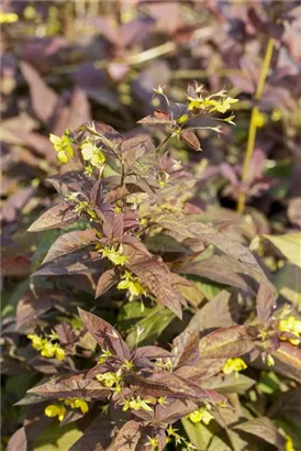 Bewimperter Garten-Felberich - Lysimachia ciliata 'Firecracker'