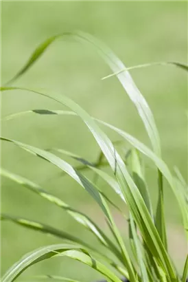 Garten-Federborstengras - Pennisetum alopecuroides var.viridescens