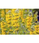 Gewöhnlicher Gilbweiderich - Lysimachia vulgaris