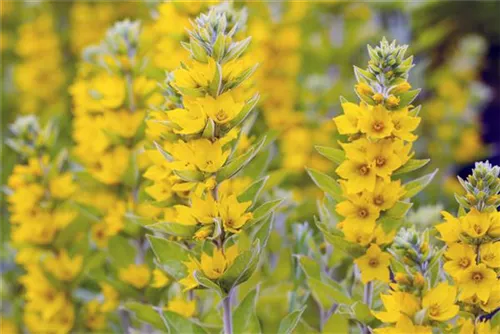 Gewöhnlicher Gilbweiderich - Lysimachia vulgaris