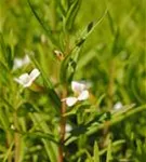 Apotheker-Gnadenkraut - Gratiola officinalis