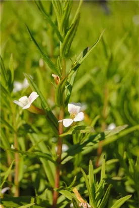 Apotheker-Gnadenkraut - Gratiola officinalis