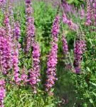 Blut-Weiderich - Lythrum salicaria