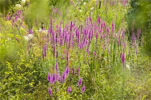 Garten-Ruten-Weiderich - Lythrum virgatum 'Dropmore Purple'