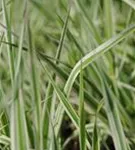 Rohr-Glanzgras - Phalaris arundinacea
