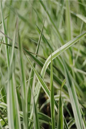 Rohr-Glanzgras - Phalaris arundinacea